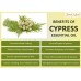 Cypress Essential Oil 10 ml